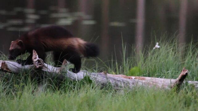 glutton mammal predator northern europe