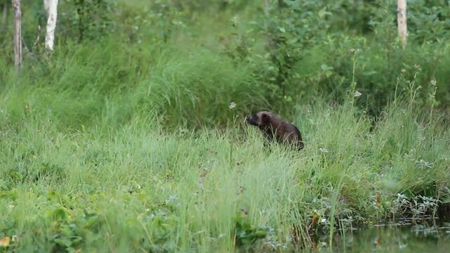 glutton mammal predator northern europe