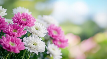 A closeup of vibrant pink flower blossoms in the summer garden