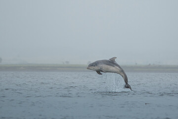 bottlenose dolphin jumping out of water