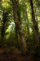 Gargano is a National Park in the Apulia region of Italy. Gargano is partially covered by the ancient forest Foresta Umbra, the only remaining oak and beech forest in Italy.