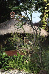 발리, 동남아시아, 휴식, 정자, 힐링, 여행, 자유, 나무, 네이처, 손바닥, 식물, 뜰, 나무, 열대, 밀림, 나뭇잎, h2o, 식물, 목초, 경관, 공원, 나뭇잎, 나무, 식물, flower, 여행, 폭포, 발리