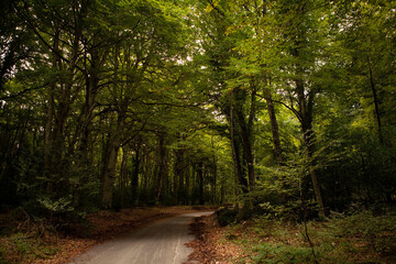 A road winding through the mystical and dark Umbra forest in the mountains. Gargano National Park, Puglia region, Italy.