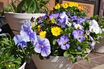 パンジーの鉢植え