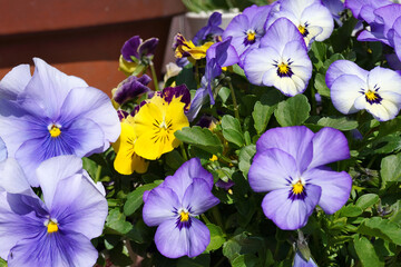 パンジーの鉢植え