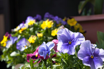 パンジーの鉢植え
