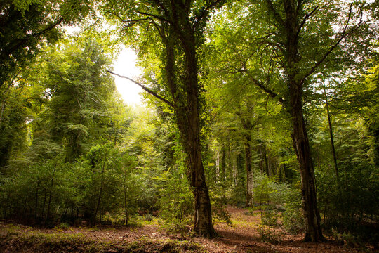 Gargano is a National Park in the Apulia region of Italy. Gargano is partially covered by the ancient forest Foresta Umbra, the only remaining oak and beech forest in Italy.