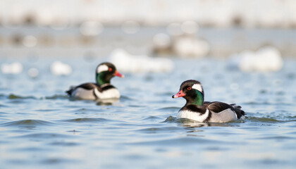 Common mergansers swimming serenely in icy river, winter migration