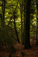 Fototapeta premium Gargano is a National Park in the Apulia region of Italy. Gargano is partially covered by the ancient forest Foresta Umbra, the only remaining oak and beech forest in Italy.