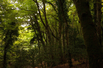 Gargano is a National Park in the Apulia region of Italy. Gargano is partially covered by the ancient forest Foresta Umbra, the only remaining oak and beech forest in Italy.