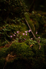 Wild cyclamens growing in the undergrowth of the Umbra forest, among the moss. Gargano National...