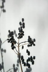 A slender branch adorned with small black berries casts intricate shadows on a light surface, creating a striking contrast in natural light