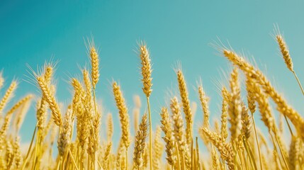 Fototapeta premium Wheat field under clear blue sky showcasing ripe crops on a sunny day symbolizing agriculture and nature's bounty