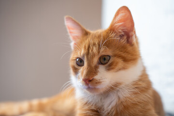 Portrait of a lying red young cat. Orange cat. Pets. Cute pet.