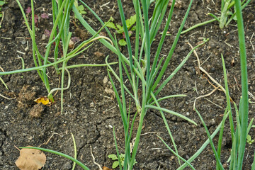 A longbow grows in an open space. A bed with rows of green onions, green onions in the ground. The concept of landscaping with space to copy. High quality photo