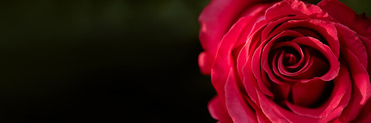 Website banner with opened bud of magenta rose
