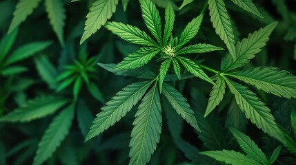 Vibrant green cannabis leaves showcasing natural beauty in a lush background for a botanical and wellness-themed visual aesthetic