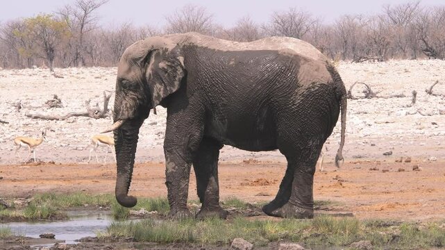 Sleeping African elephant at a waterhole where springboks roam