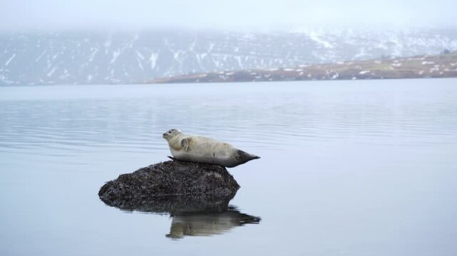 Harbor seal holding its balance while resting on a rock. Beautiful reflection on the calm surface of the water. Steady close up