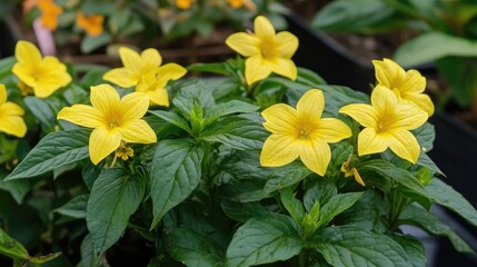 Fototapeta premium Vibrant yellow turnera ulmifolia flowers blooming in a lush garden setting during the morning light