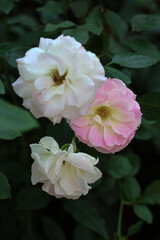 Pink and white Damask Roses in garden