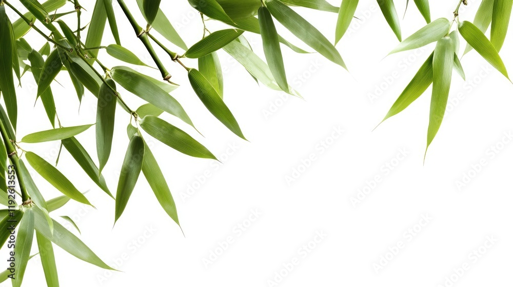 Poster Bamboo leaves isolated on white background ideal for nature themed design or botanical projects with ample space for text placement