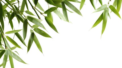 Bamboo leaves isolated on white background ideal for nature themed design or botanical projects with ample space for text placement