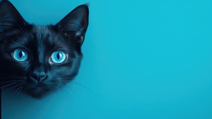 Striking black cat with vibrant blue eyes on a turquoise background showcasing elegance and charm ideal for pet-related content.
