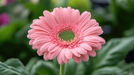 Elegant close-up of a delicate pink flower showcasing soft petals and intricate details against a lush green background.
