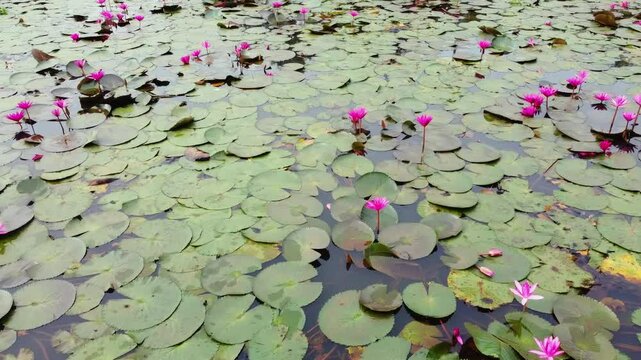 A beautiful view from a village in Kerala. Water lilies growing in dense clumps to remove African moss from streams
