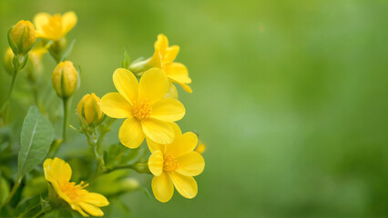 Fototapeta premium yellow flowers in spring