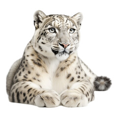Snow leopard isolated on a white background.