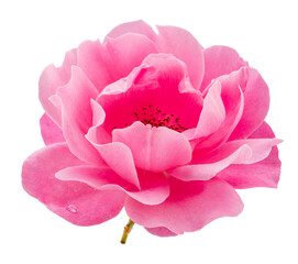 Opened pink rose or Bulgarian rose on white background. File contains clipping path.