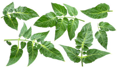 Set of fresh green tomato leaves isolated on white background. File contains clipping paths.