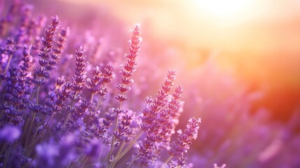 Naklejka premium Lavender Flowers Bask in Warm Sunset Light