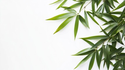 Bamboo leaves gracefully arranged on a white background showcasing vibrant green tones for natural aesthetic and design elements.
