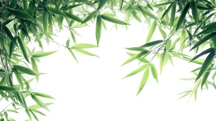 Bamboo tree leaves and branches framing a bright white background creating a serene green foliage backdrop for natural themes