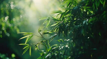 Bamboo Branch in Lush Green Forest with Soft Morning Light Ideal for Nature Tourism and Relaxation in a Healing Environment