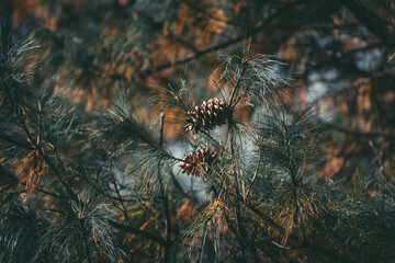 Close-up of pine cones and branches, Yunnan, China.  A muted color palette evokes the atmosphere of...