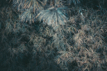 A close-up view of coniferous branches, possibly pine, exhibiting a muted teal and grey palette. The image evokes the serene atmosphere of a Yunnan, China forest near Dali.