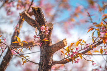 Close-up of a pruned cherry blossom tree in Yunnan, China.  Delicate pink blossoms contrast against the rough bark and spring leaves.  A glimpse of blue sky peeks through.  The image evokes the beauty
