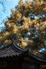 Naklejka premium Golden autumn sunlight filters through the branches of a tall pine tree, illuminating the ancient tiled roof of a traditional Chinese pavilion in Yunnan province, near Dali. A picturesque scene evoki