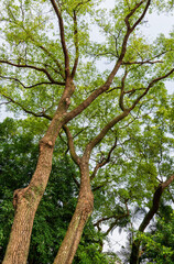 Daytime view of the garden of Chiang Kai-shek Memorial Hall
