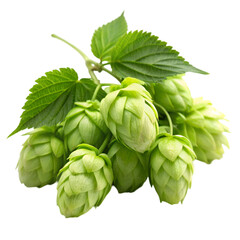 Hops isolated on transparent background
