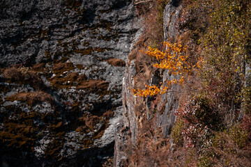 A lone, vibrant yellow tree clings to a steep, rocky cliff face in the Yunnan province of China, showcasing the dramatic beauty of Dali's landscape. Autumn colors paint the scene.