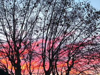 Obraz premium Lever du soleil avec un ciel bleu embrasé au travers des branches d'un arbre dénudé en hiver