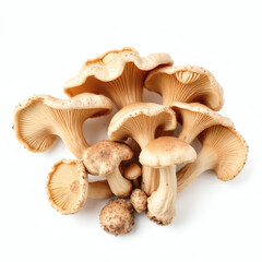 Oyster mushrooms isolated