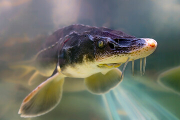 Sturgeon fish in the aquarium. Close up view.
