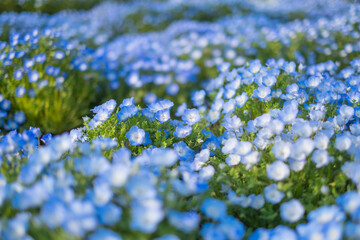 晴れた日のネモフィラの花畑