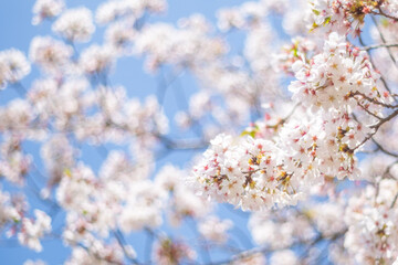 Obraz premium 満開の桜と青空